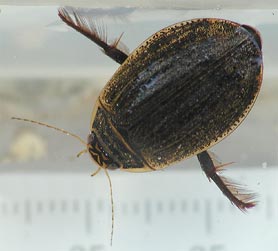 Water Beetle