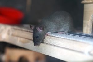 types of rats in the uk
