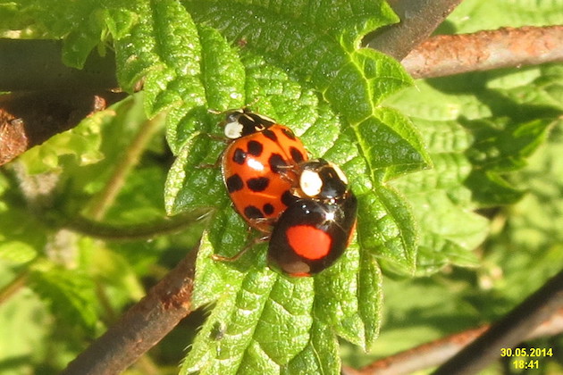 uk ladybird invasion
