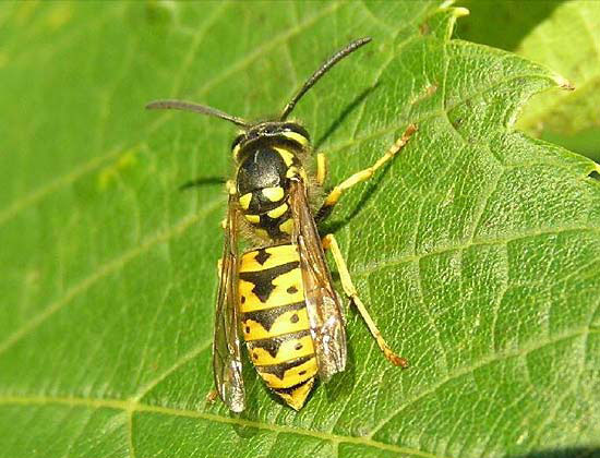 German Wasp