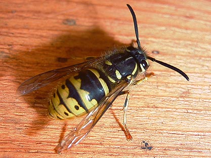 Common Wasp