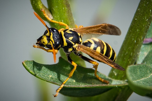 How To Handle Wasps Correctly