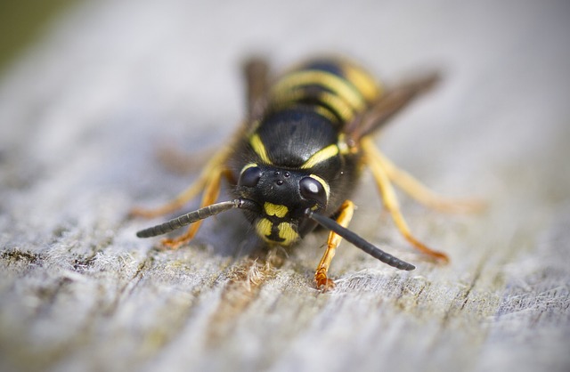 The Difference Between Bees, Hornets And Wasps