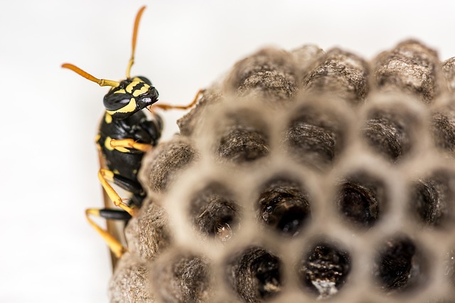 wasp on a nest