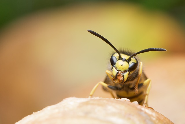 Can pets be seriously harmed by wasps and red ants?
