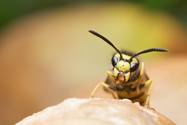 wasp removal advice