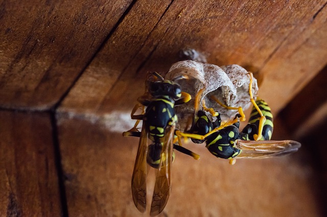 wasp building nest