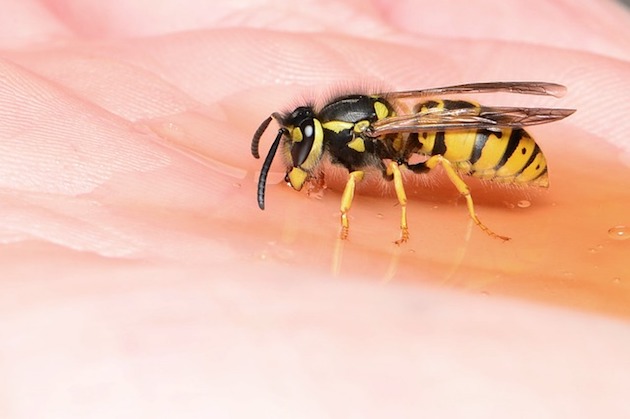 wasp in a garden