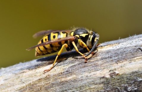 Wasps And Hornets Set To Hit North London