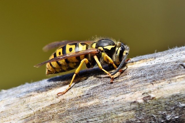 wasp in north london garden