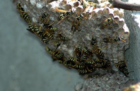 Strangest Places For A Wasp Infestation