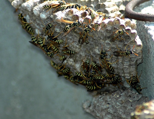 wasp infestation large nest