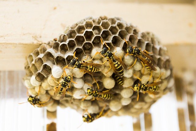 wasp nest inside