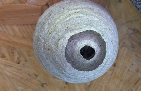 How To Find A Wasp Nest Inside Your House