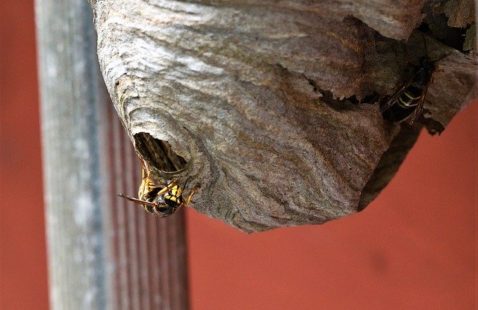 London Wasp Nest Removal DIY Disasters