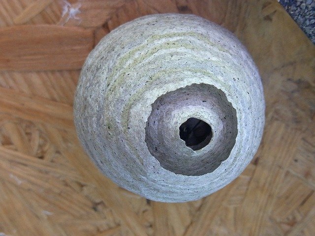 How To Find A Wasp Nest Inside Your House