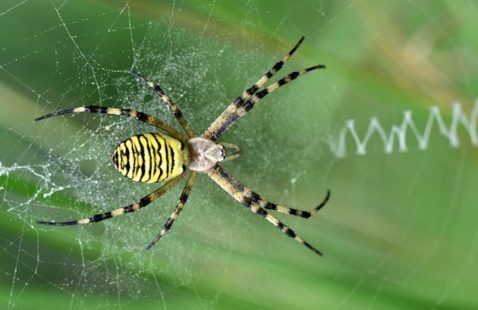 UK Spiders That Bite Humans