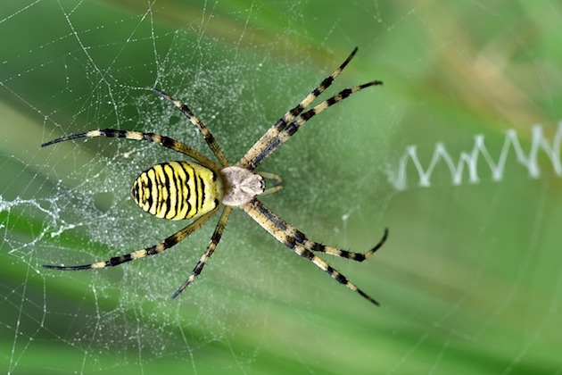 wasp spider uk