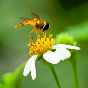 Oriental Wasp Discovered in Kent