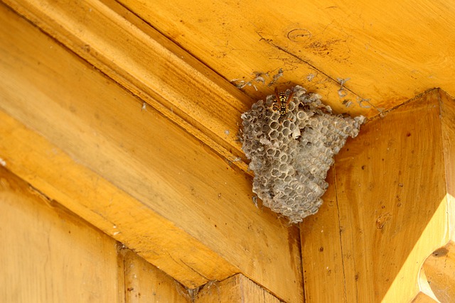 wasps in wood