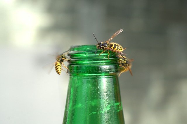 wasps on bottle