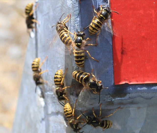 wasps on wood