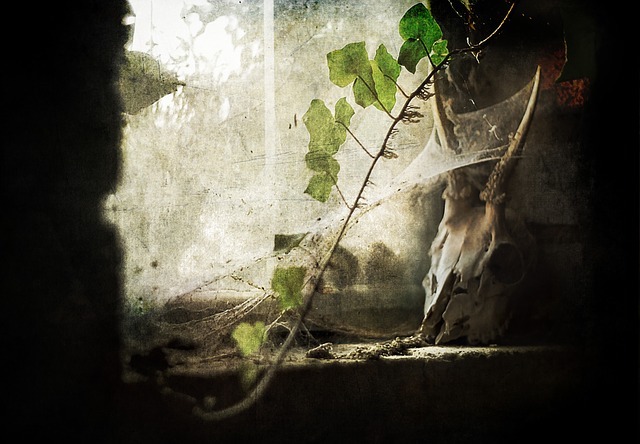 spider webs in shed