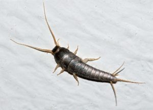 what causes silverfish