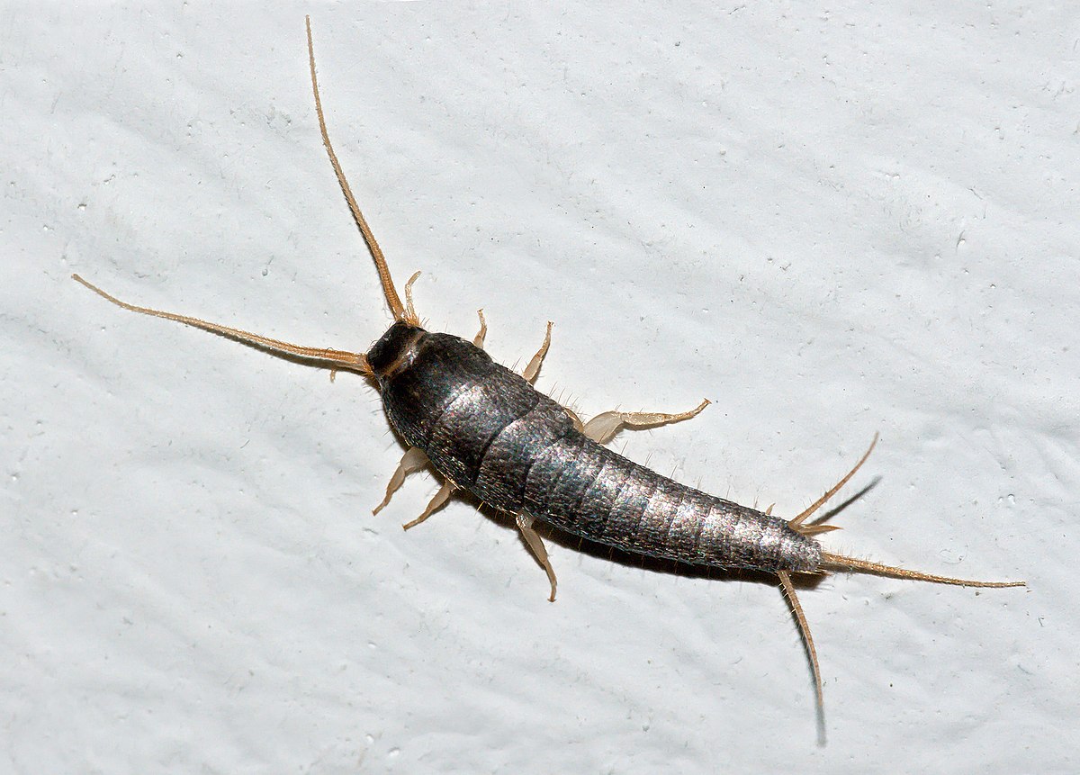 What outlet causes silverfish