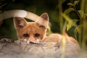 what do foxes not like