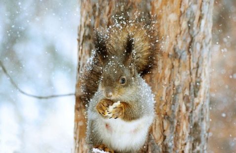 Where Do Squirrels Live in The Winter?