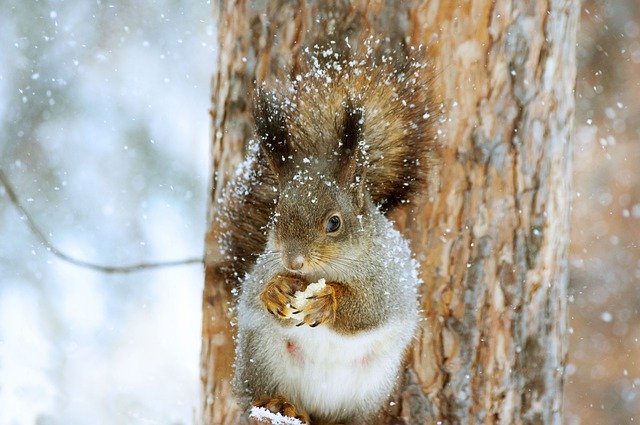 where do squirrels live in the winter