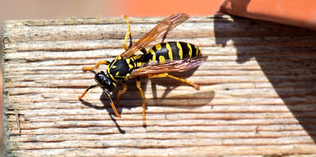 do wasps hibernate