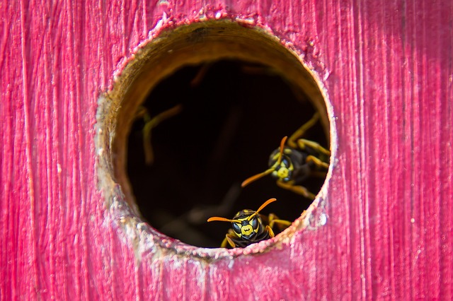 why are wasps so aggressive