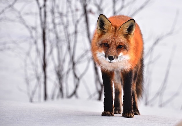 winter fox