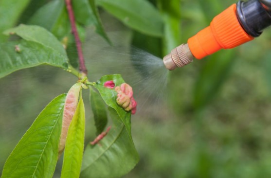 winter pest control