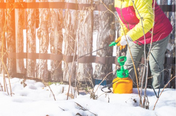winter pest control
