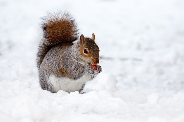 winter squirrel pest