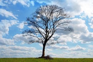 winter tree