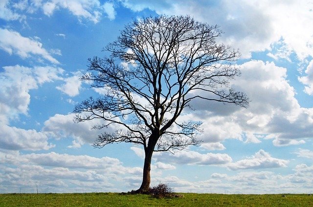 winter tree