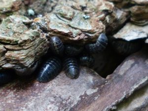 image of woodlice