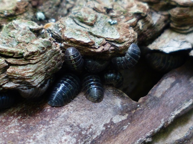 image of woodlice