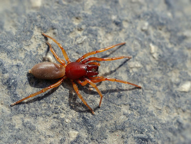 woodlouse spider